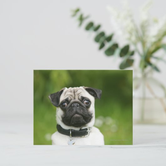 Mops Postkarte (Stehend Vorderseite)