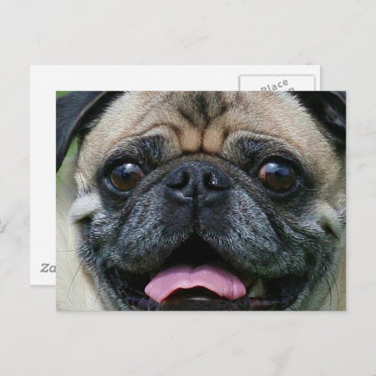 Mops Postkarte (Vorne/Hinten)