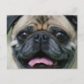 Mops Postkarte (Vorderseite)