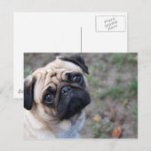 MOPS POSTKARTE (Vorne/Hinten)