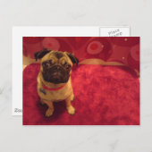 Mops-Postkarte Machi Postkarte (Vorne/Hinten)