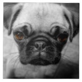 Mops Pup Fliese (Vorderseite)