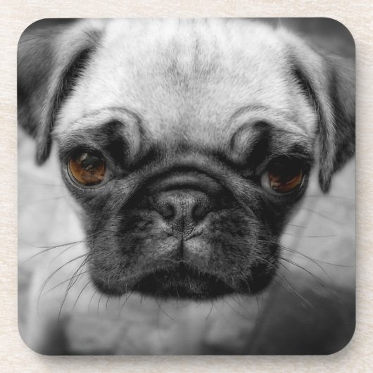 Mops Pup Getränkeuntersetzer (Vorderseite)