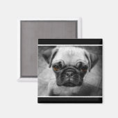 Mops Pup Magnet (Vorderseite/Rückseite)