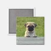 Mops Pup Magnet (Vorderseite/Rückseite)