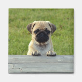 Mops Pup Magnet (Vorne)