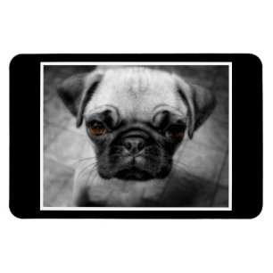 Mops Pup Magnet