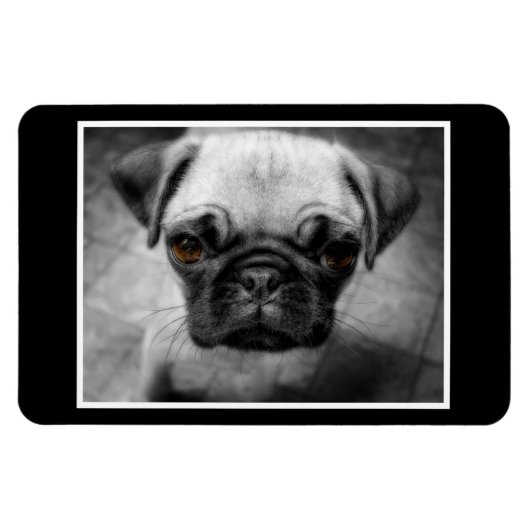 Mops Pup Magnet (Horizontal)