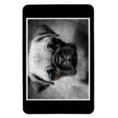 Mops Pup Magnet (Vertikal)