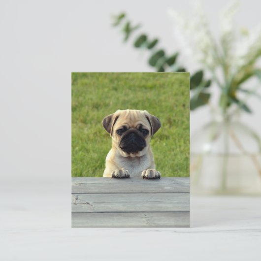 Mops Pup Postkarte (Stehend Vorderseite)