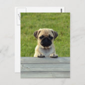 Mops Pup Postkarte (Vorne/Hinten)