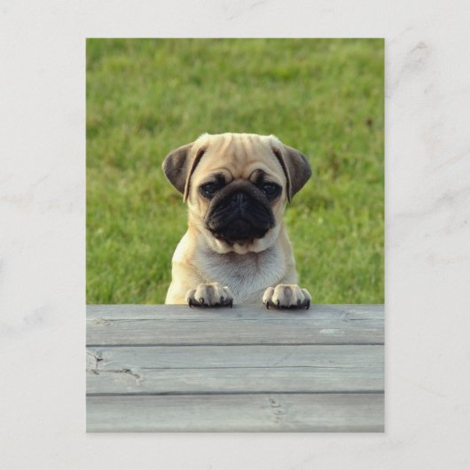 Mops Pup Postkarte (Vorderseite)