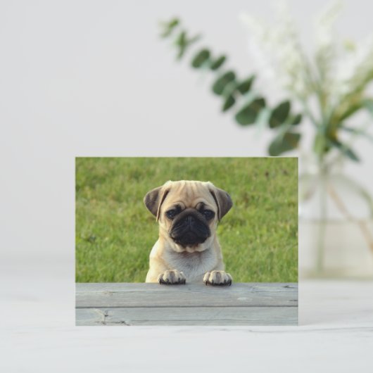 Mops Pup Postkarte (Stehend Vorderseite)