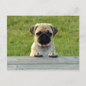 Mops Pup Postkarte (Vorderseite)
