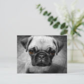Mops Pup Postkarte (Stehend Vorderseite)
