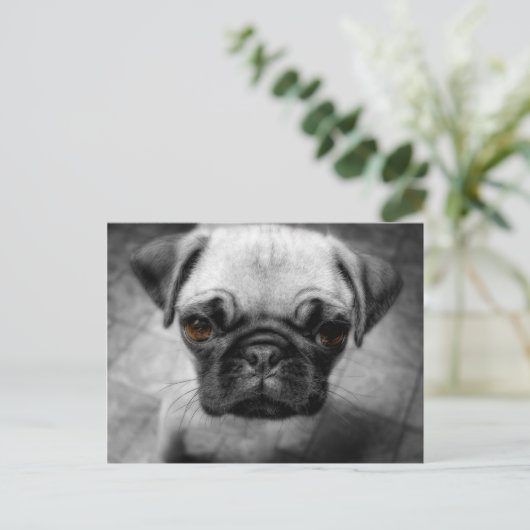 Mops Pup Postkarte (Stehend Vorderseite)