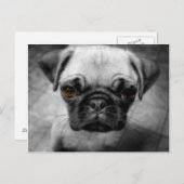 Mops Pup Postkarte (Vorne/Hinten)