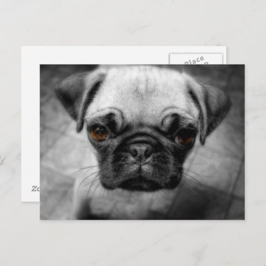 Mops Pup Postkarte (Vorne/Hinten)