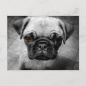 Mops Pup Postkarte (Vorderseite)
