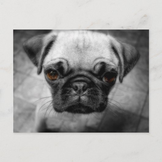 Mops Pup Postkarte (Vorderseite)