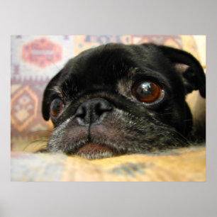 Mops Puppy Black Face Poster