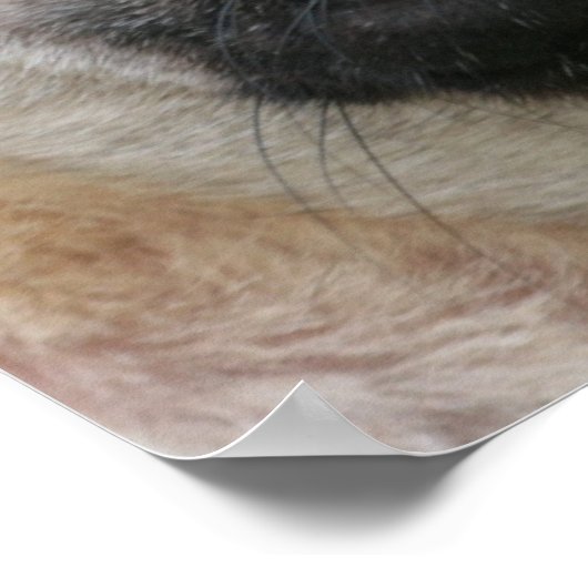 Mops Puppy Doster Poster (Ecke)