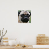 Mops Puppy Doster Poster (Küche)