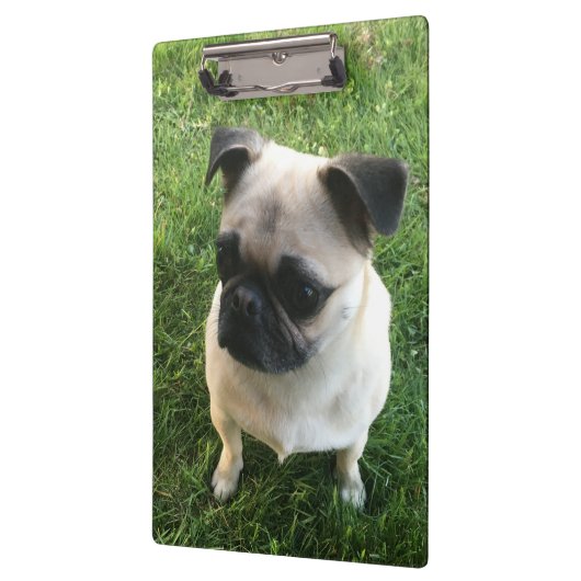 Mops Puppy Foto Klemmbrett (Links)