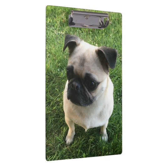 Mops Puppy Foto Klemmbrett (Rechts)