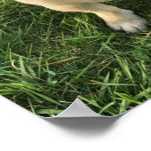 Mops Puppy Foto Poster (Ecke)