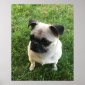 Mops Puppy Foto Poster (Vorne)