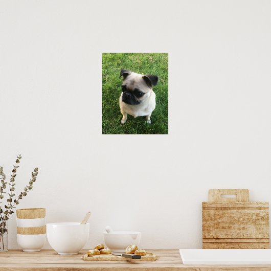 Mops Puppy Foto Poster (Küche)