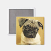 Mops Puppy Magnet (Vorderseite/Rückseite)