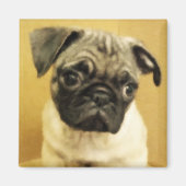 Mops Puppy Magnet (Vorne)