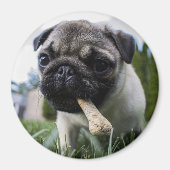 Mops Puppy Magnet (Vorne)