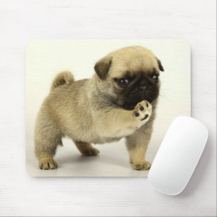 Mops Puppy Mousepad