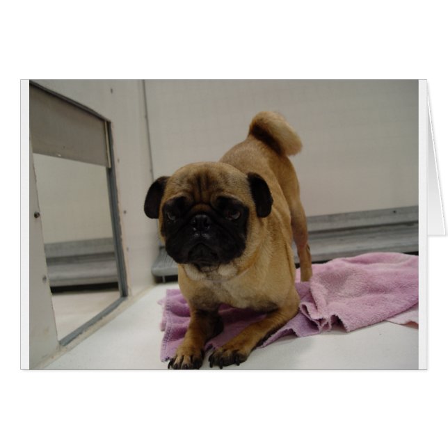 Mops puppy.png (Vorderseite (Horizontal))