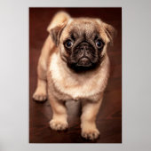 Mops Puppy Poster (Vorne)