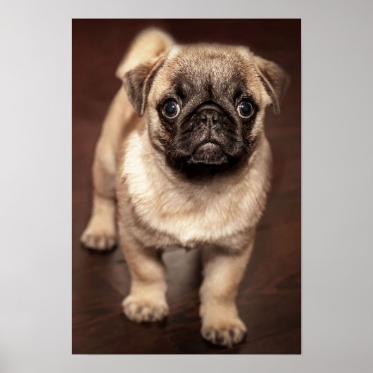 Mops Puppy Poster (Vorne)