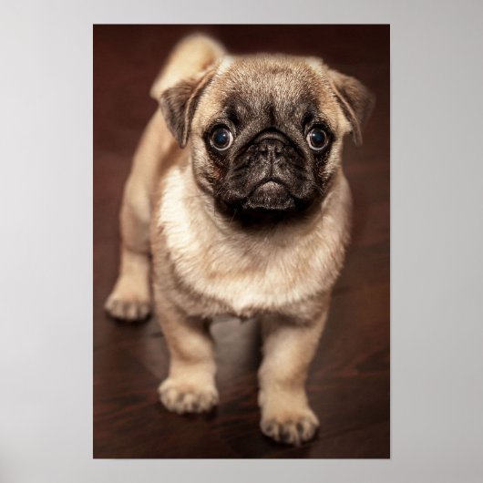 Mops Puppy Poster (Vorne)