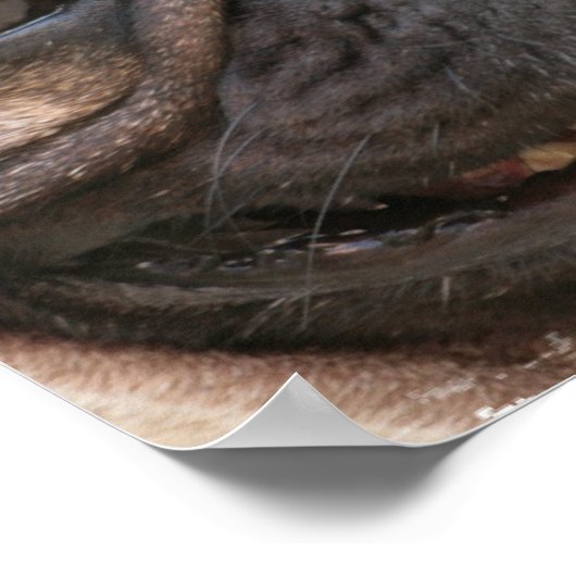 Mops Puppy Poster Print (Ecke)