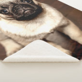 MOPS PUPPY SHERPADECKE (3/4)