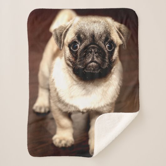 MOPS PUPPY SHERPADECKE (Vorderseite)