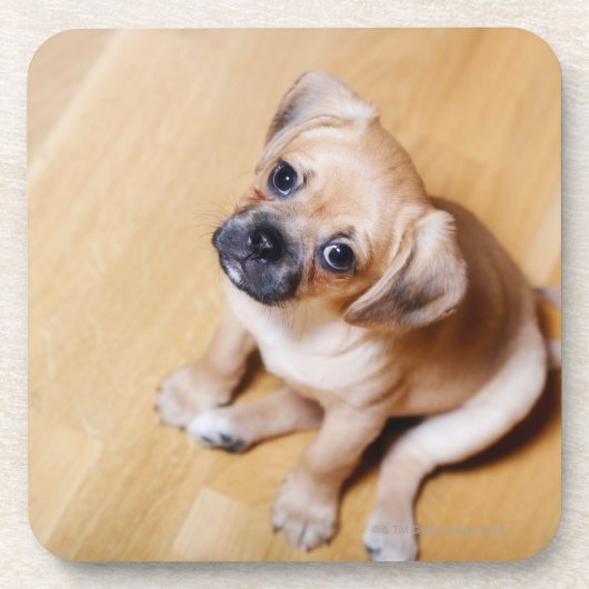 Mops-querer unbekümmerter Königcharles Spaniel Getränkeuntersetzer (Vorderseite)