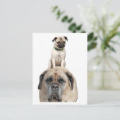 Mops Reiten auf der Postkarte von Mastiff (Stehend Vorderseite)