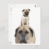Mops Reiten auf der Postkarte von Mastiff (Vorne/Hinten)