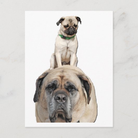 Mops Reiten auf der Postkarte von Mastiff (Vorderseite)