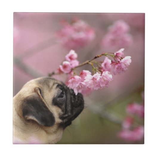 Mops riecht Kirschblüten Fliese (Vorderseite)