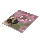 Mops riecht Kirschblüten Fliese (Seite)
