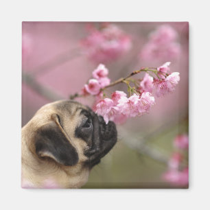 Mops riecht Kirschblüten Magnet